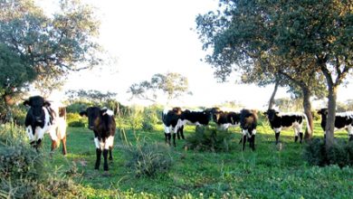 Foto: Ministerio de Agricultura